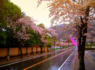 10.さくら通り 小.jpg