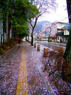 11.さくら通り 小.jpg