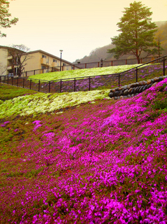 28.滝見橋の芝桜 小.jpg