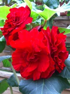 37.花イメージ01s.jpg