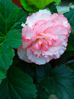 38.花イメージ02s.jpg