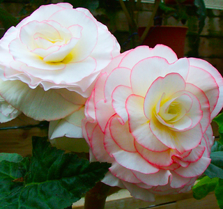 40.花イメージ04s.jpg