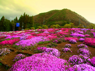 40.藤原の芝桜 小.jpg