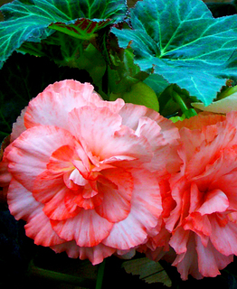 41.花イメージ05s.jpg