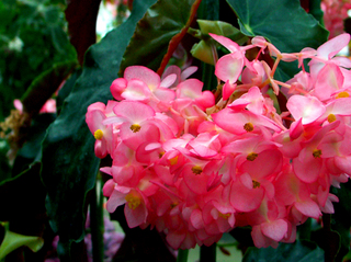 42.花イメージ06s.jpg