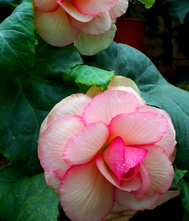 43.花イメージ07s.jpg