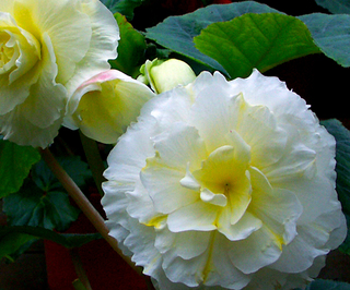 44.花イメージ08s.jpg