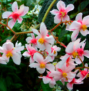 45.花イメージ09s.jpg