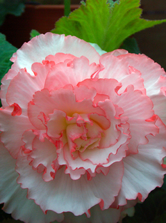 49.花イメージ14s.jpg
