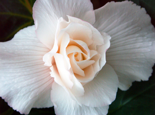 50.花イメージ15s.jpg