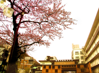 51.ホテル前桜 小.jpg