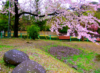 6.さくら通り公園の桜 小.jpg