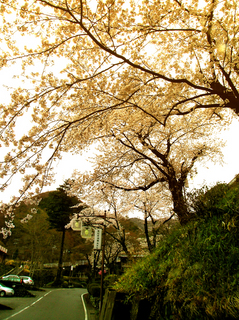 64.花見坂 小.jpg