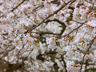 68.桜イメージ 小.jpg