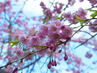 70.桜イメージ 小.jpg
